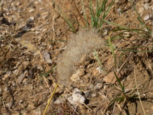 Imperata cylindrica