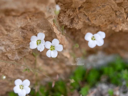 Arenaria deflexa