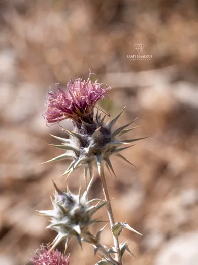 Cousinia libanotica