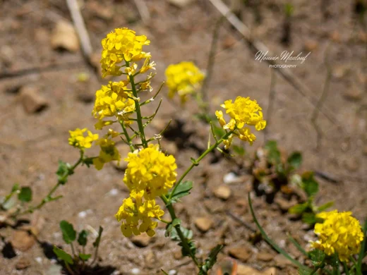 Barbarea brachycarpa subsp. minor