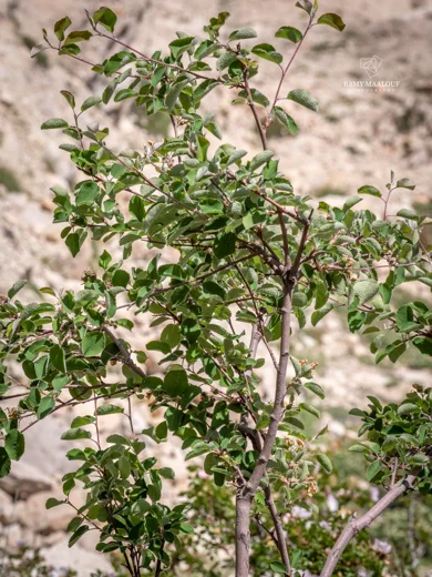 Amelanchier parviflora