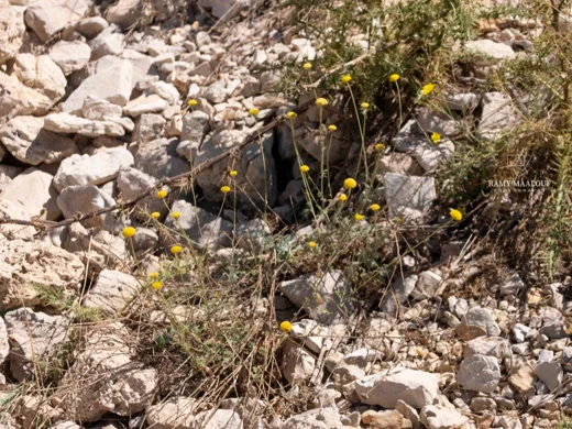 بهار الصباغين