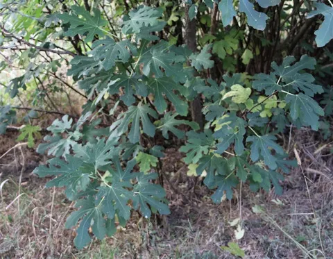 نسب المصنف - غير تجاري 4.0 دولي (CC BY-NC 4.0)- i naturalist.
