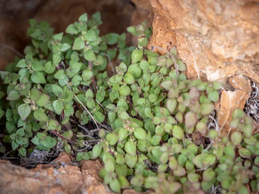عشبة الجرح