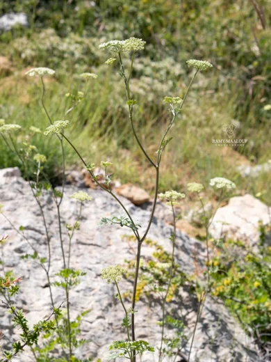 Cnidium silaifolium