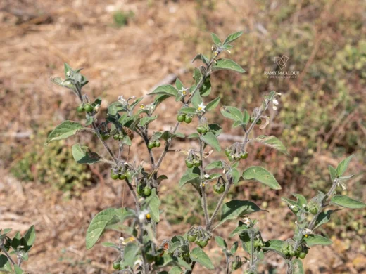 Solanum villosum