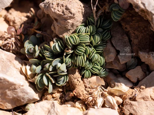 Noccaea oppositifolia