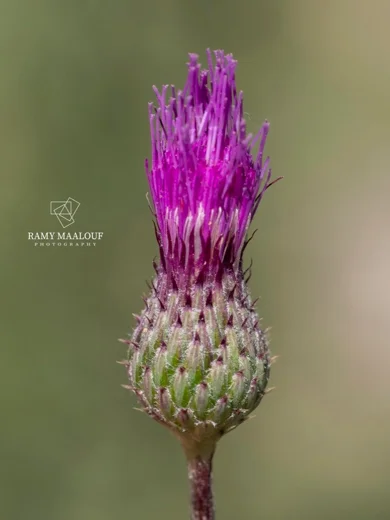Carduus collinus