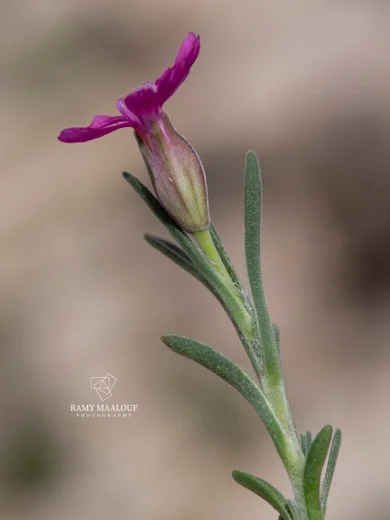 Silene pharnaceifolia