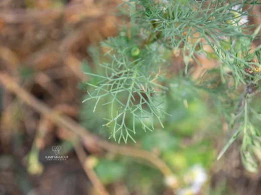 Tripleurospermum inodorum