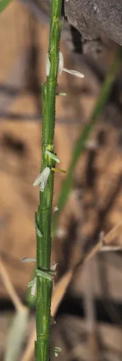 نسب المصنف - غير تجاري 4.0 دولي (CC BY-NC 4.0)- i naturalist.