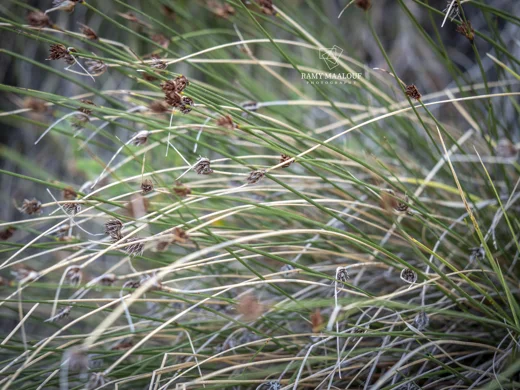Schoenus nigricans