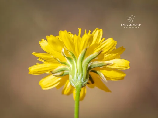 Crepis sancta