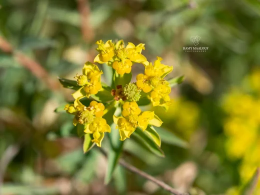 Euphorbia hierosolymitana var. hierosolymitana