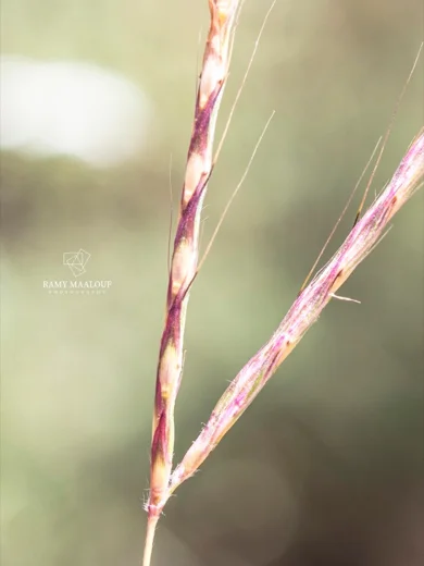 Andropogon distachyos