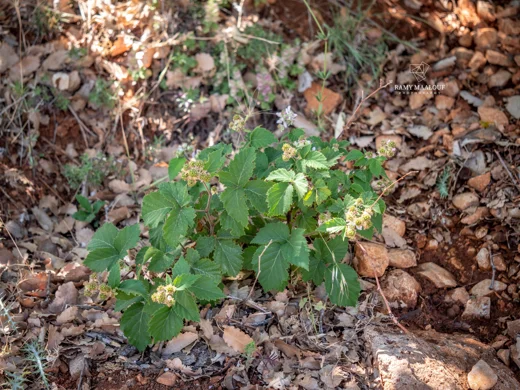 Rubus canescens