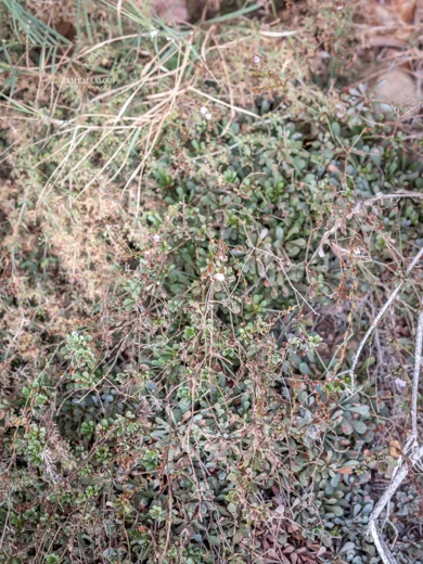 Limonium mouterdei