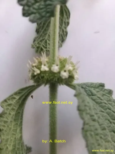 سموة