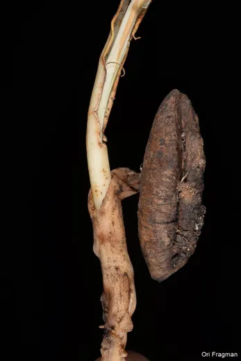 بلح