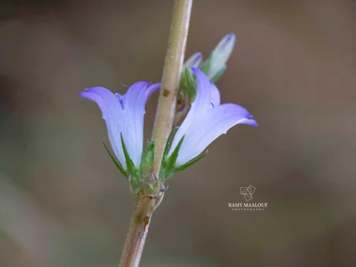 Campanula rapunculus subsp. lambertiana