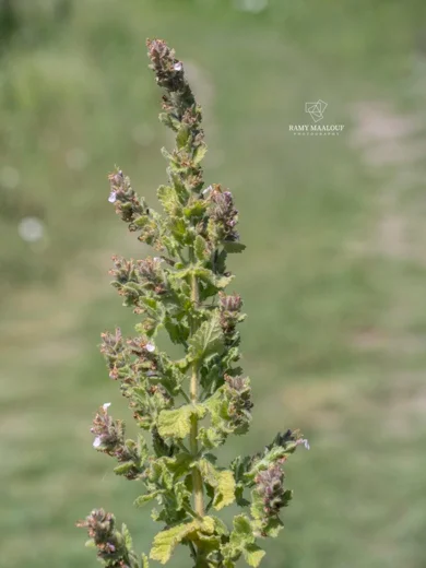 Teucrium scordium subsp. scordioides