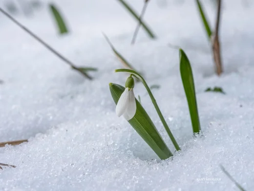 Galanthus fosteri