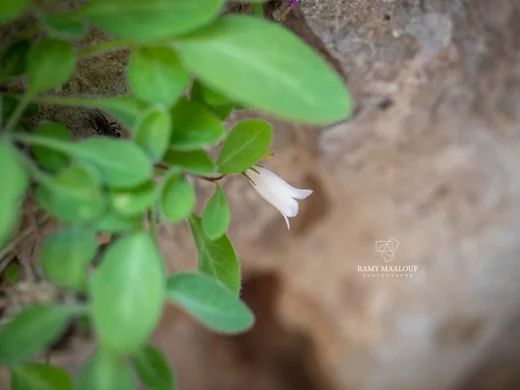 جريس شعري الثمار
