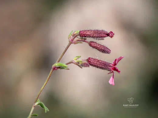 Saponaria pumilio