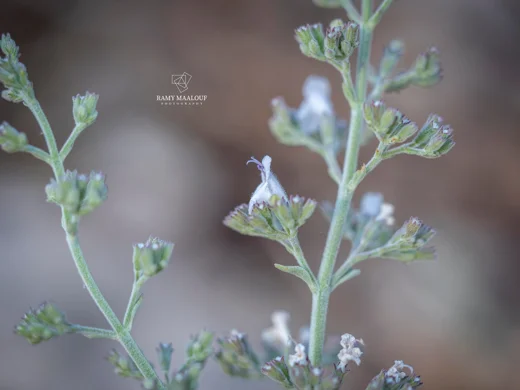 Clinopodium barbatum