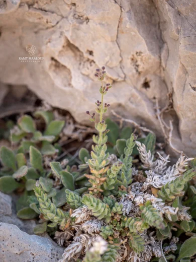 Galium canum