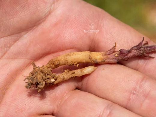 Orobanche camptolepis