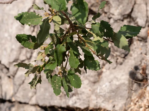 Quercus infectoria subsp. veneris