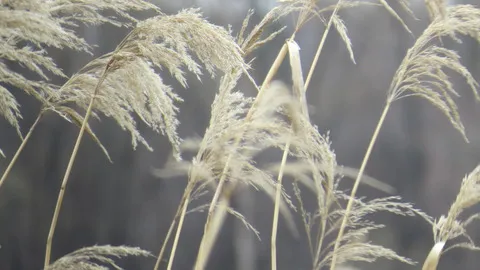 نسب المصنف - غير تجاري 4.0 دولي (CC BY-NC 4.0)- i naturalist.