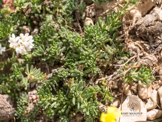 Galium incanum