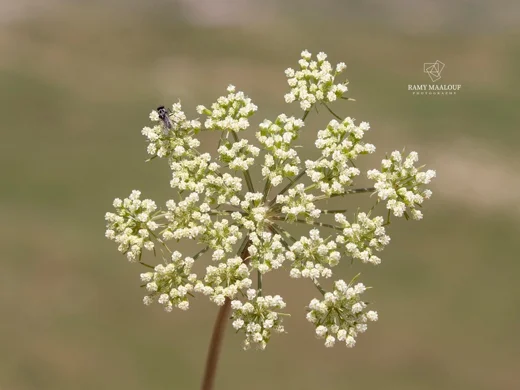 Cnidium silaifolium