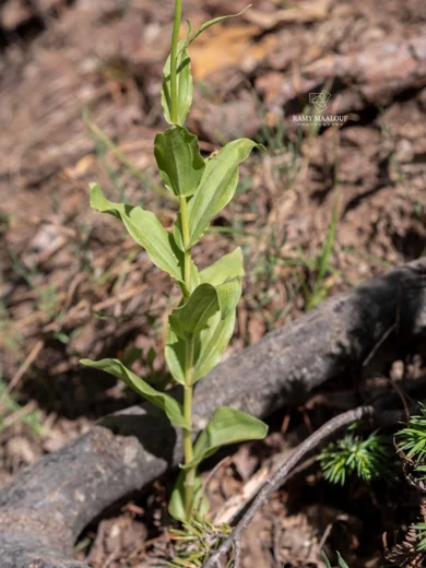 Epipactis helleborine subsp. tremolsii