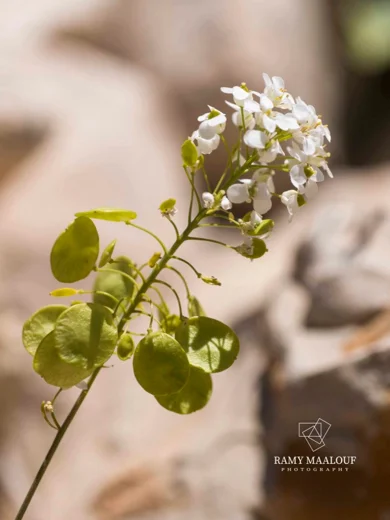 Peltaria angustifolia