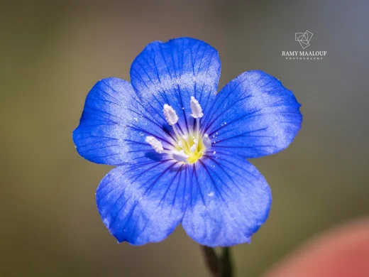 Linum aroanium