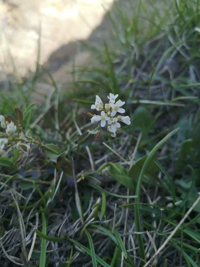 Noccaea microstyla
