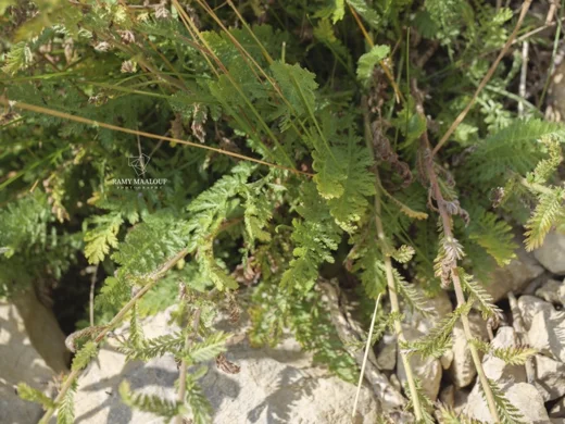 Achillea distans subsp. tanacetifolia