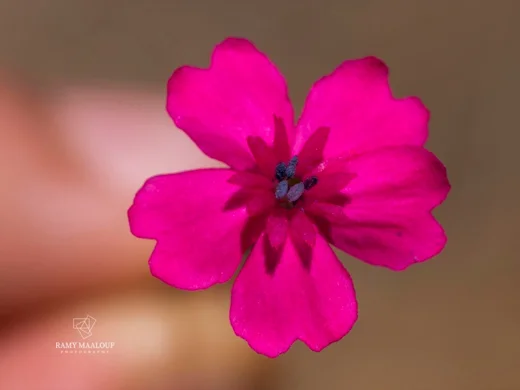 سيلينة رويترية