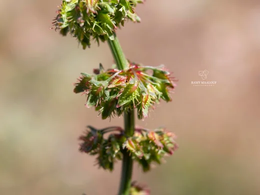 Rumex nepalensis