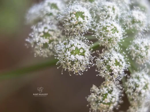 Angelica sylvestris
