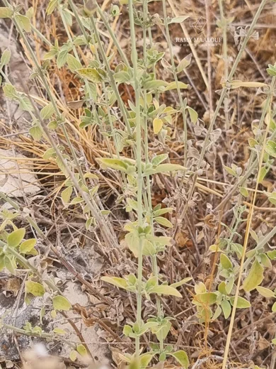 Micromeria fruticosa