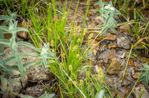 Carex otrubae