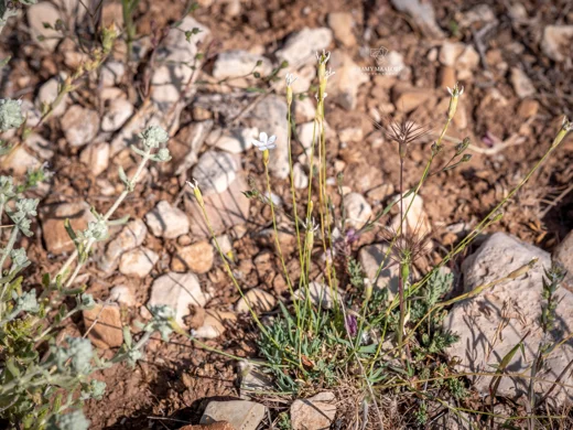 Dianthus micranthus var. alb
