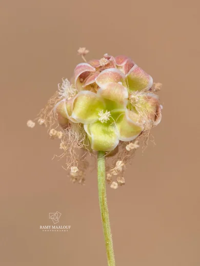 Sanguisorba minor subsp. lasiocarpa