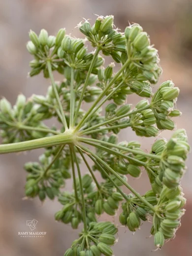 Cnidium silaifolium