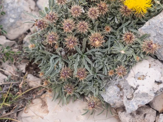 Centaurea drabifolia subsp. libanotica