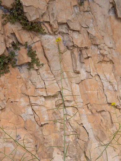 Sisymbrium sp. (Harissa - Tannourine)